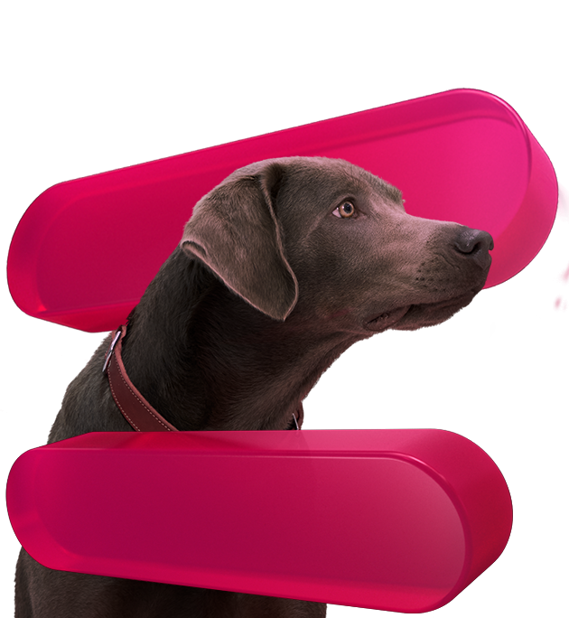 Chien