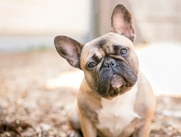 Le bulldog français