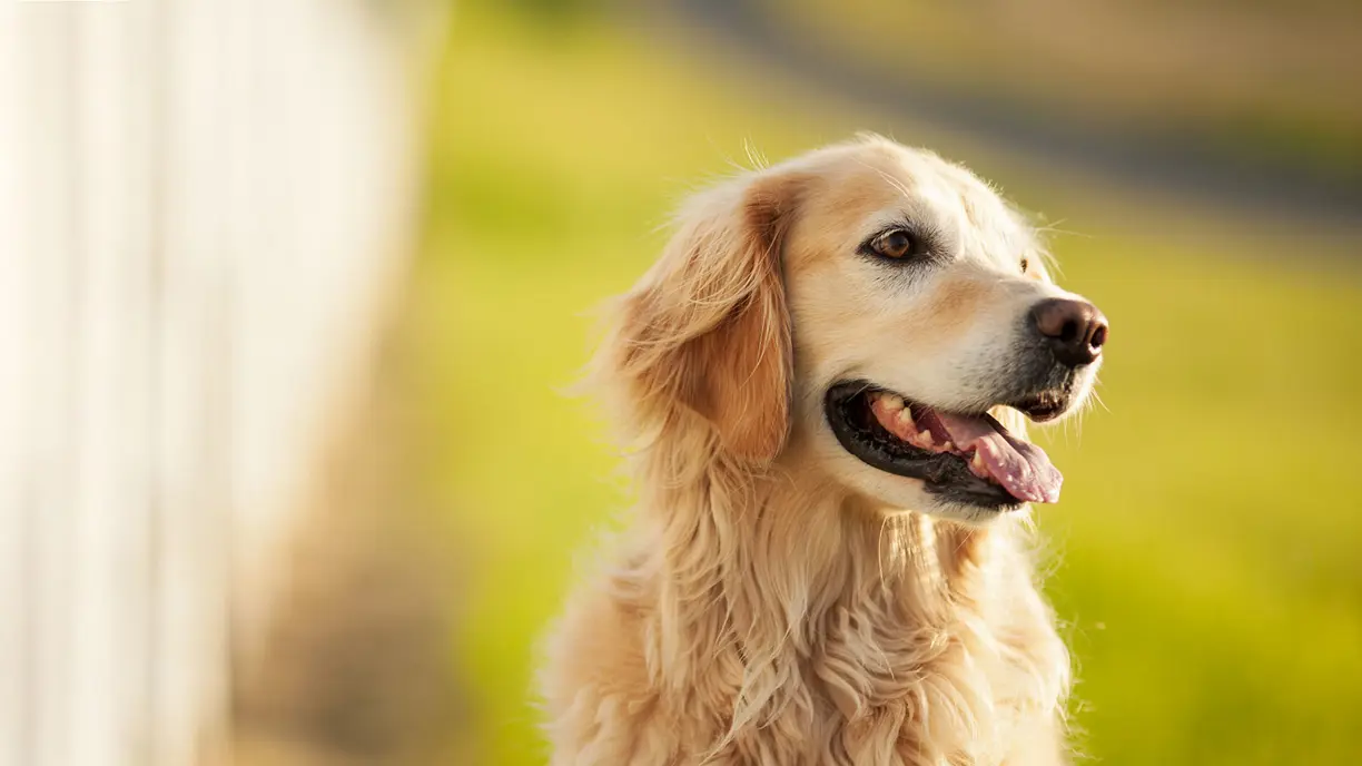 Chien