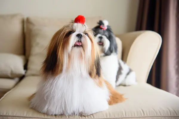 Le shih tzu