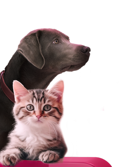 Animaux de compagnie